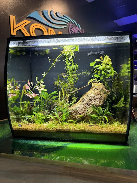 Kona Reef Az - Surprise Picture 2