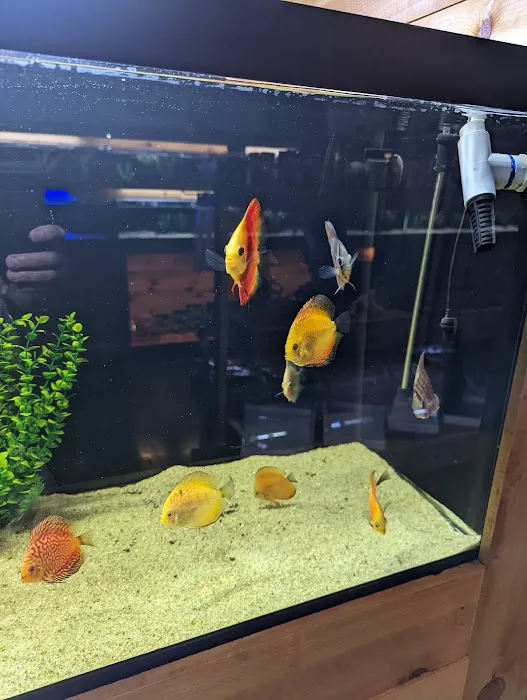 Kona Reef Az - Surprise Picture 6