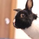 Millburn Veterinary Hospital