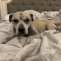 Valley Veterinary Hospital ico
