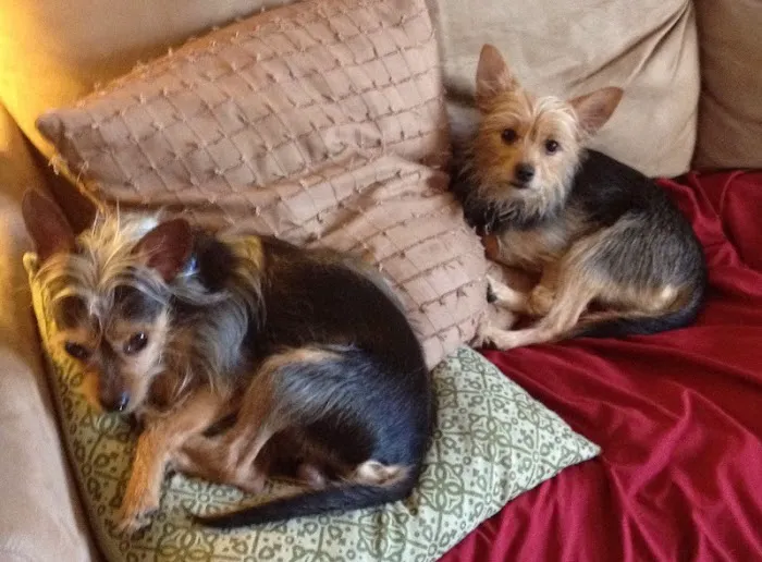 Valley Veterinary Hospital Picture 10