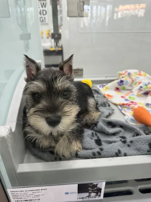 Petland Scottsdale Picture 3