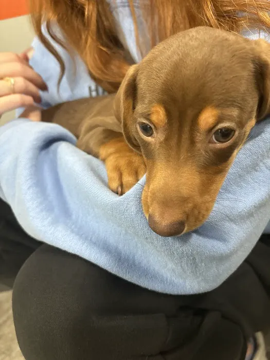 Petland Scottsdale Picture 9