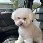 Scottsdale Ranch Grooming