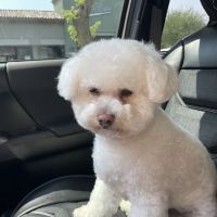 Scottsdale Ranch Grooming ico