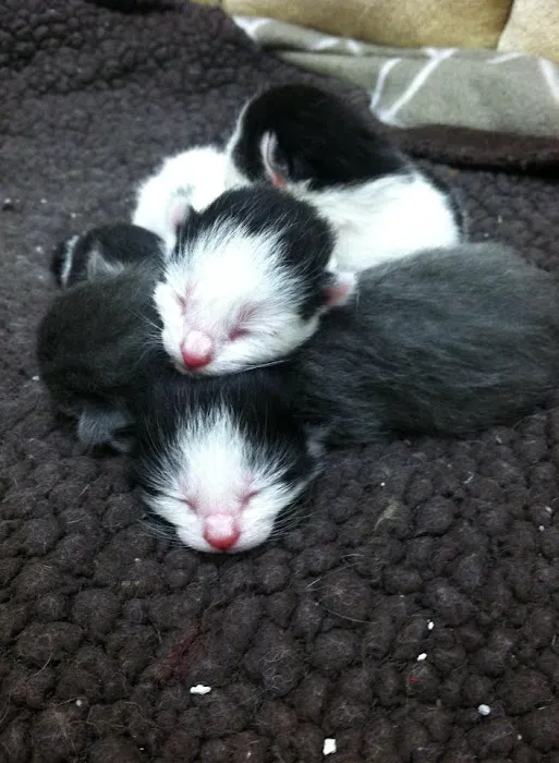 Union Animal Hospital Picture 6