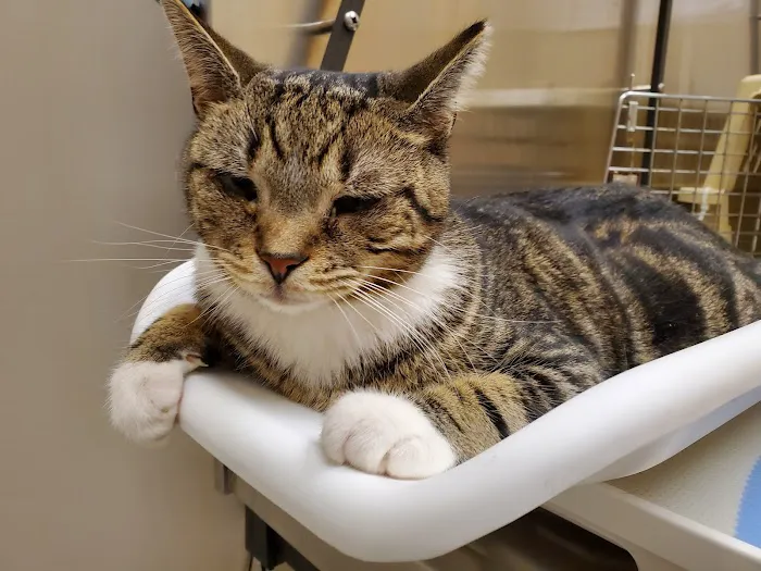 Union Animal Hospital Picture 5