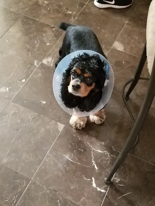 Union Animal Hospital Picture 8