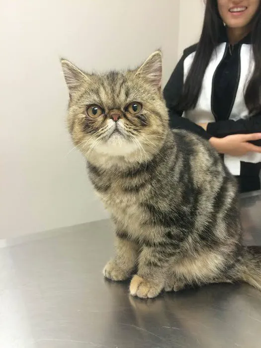 Union Animal Hospital Picture 9