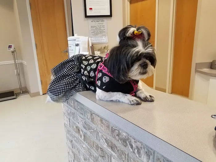 Union Animal Hospital Picture 10