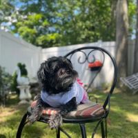 Maplewood Animal Hospital ico