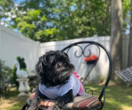 Maplewood Animal Hospital