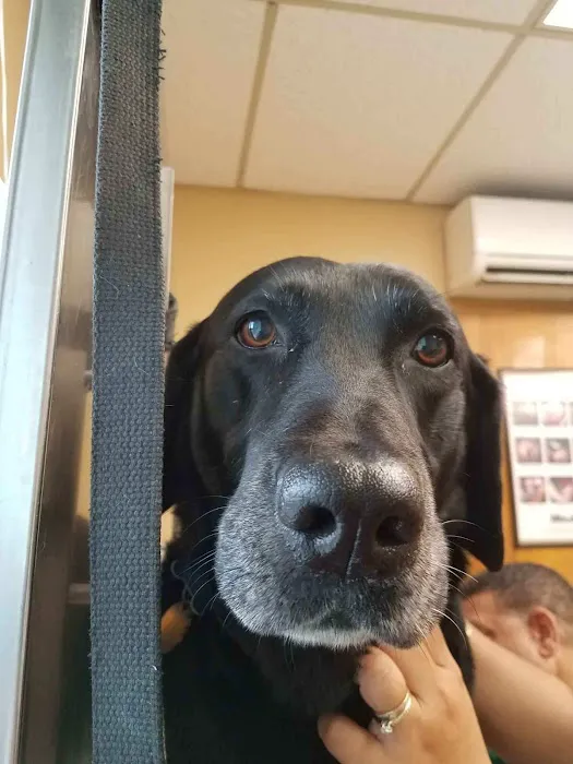 Maplewood Animal Hospital Picture 6