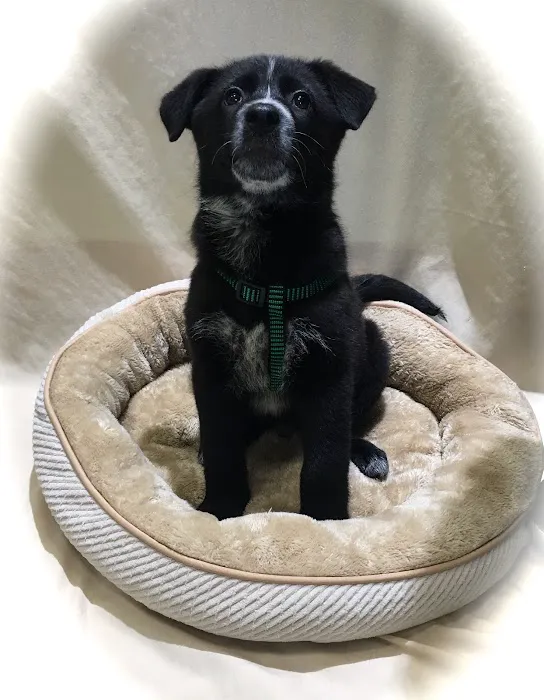 Berkeley Veterinary Center Picture 4