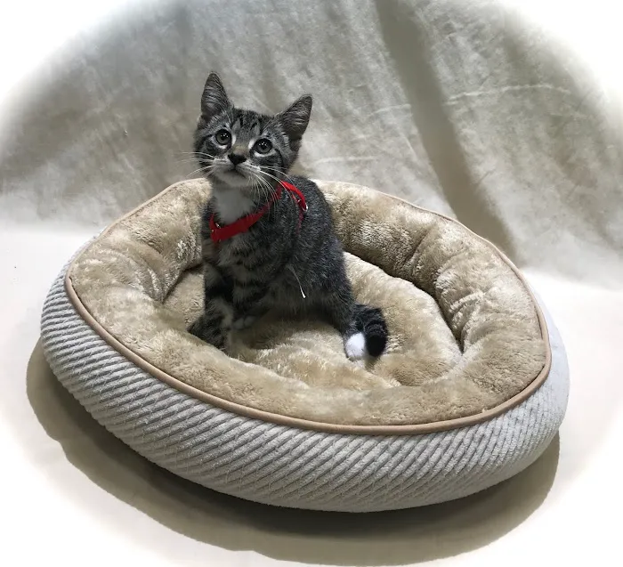 Berkeley Veterinary Center Picture 10