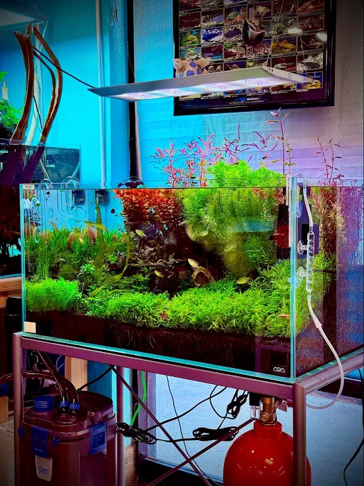 The Chlorophyll Corner by Katz Creations Picture 2