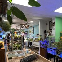 The Chlorophyll Corner by Katz Creations ico