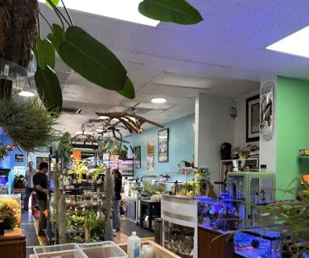 The Chlorophyll Corner by Katz Creations
