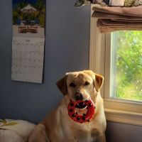 Lanoka Oaks Veterinary Center ico