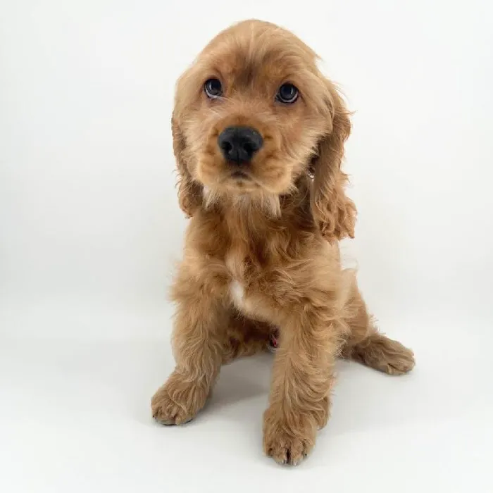Puppyland Chandler Picture 3