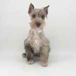 Puppyland Chandler