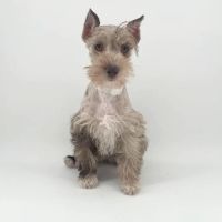 Puppyland Chandler ico
