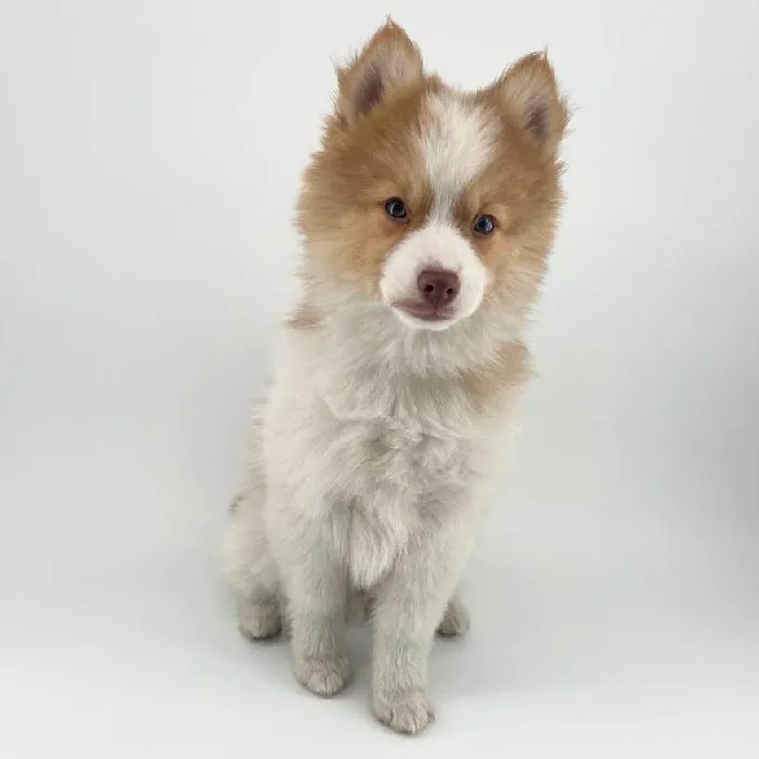 Puppyland Chandler Picture 4