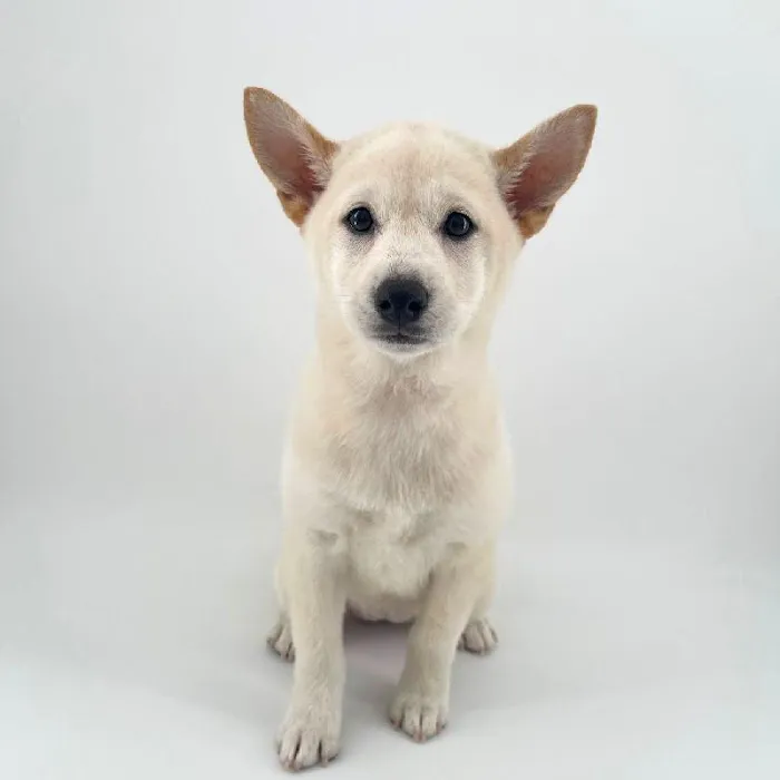 Puppyland Chandler Picture 5
