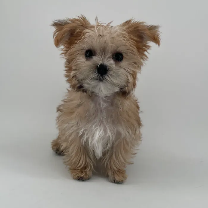 Puppyland Chandler Picture 6