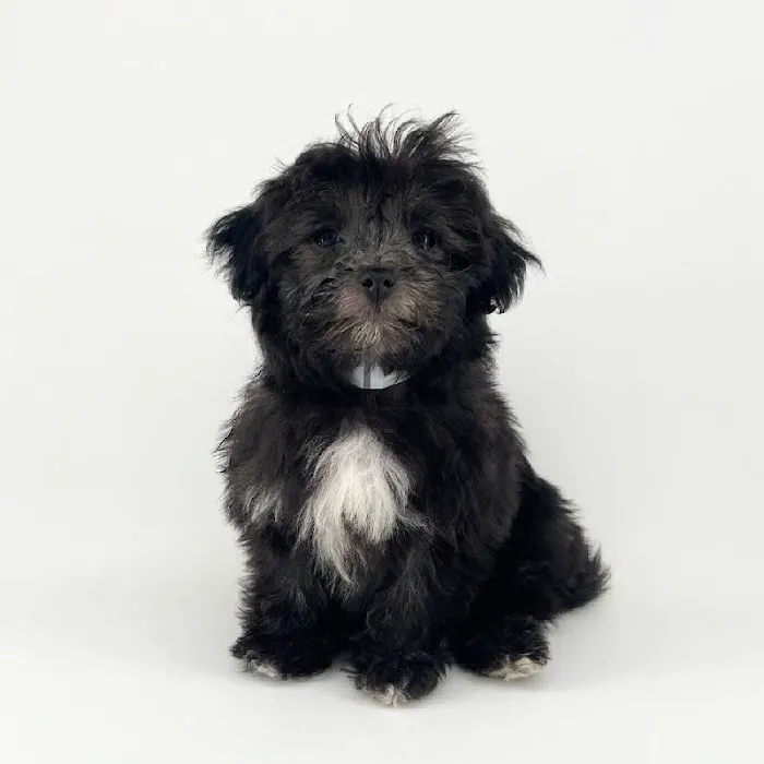Puppyland Chandler Picture 8