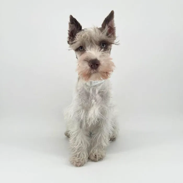 Puppyland Chandler Picture 7