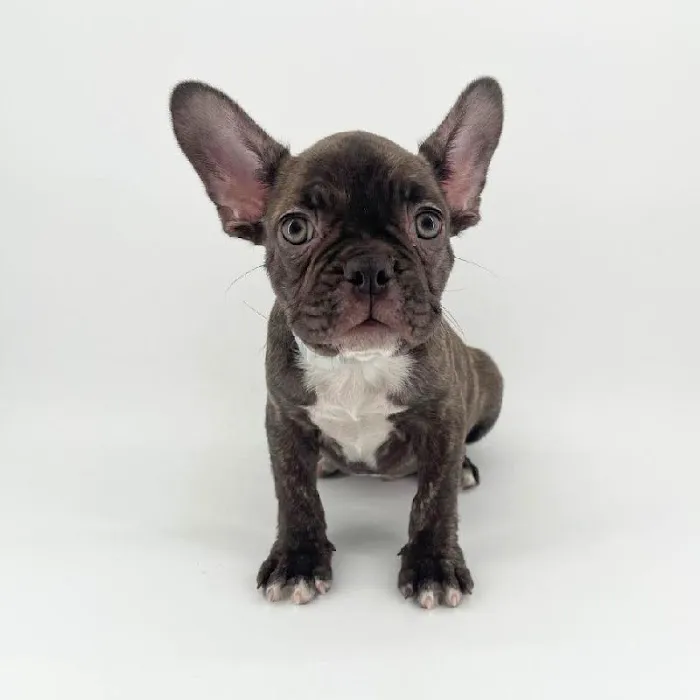 Puppyland Chandler Picture 10