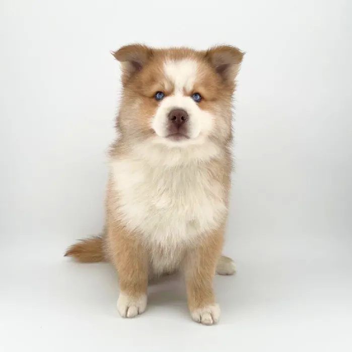 Puppyland Chandler Picture 9