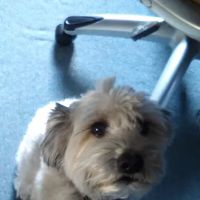 Forked River Animal Hospital ico