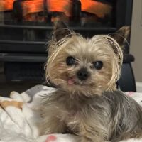Pinelands Veterinary Hospital ico