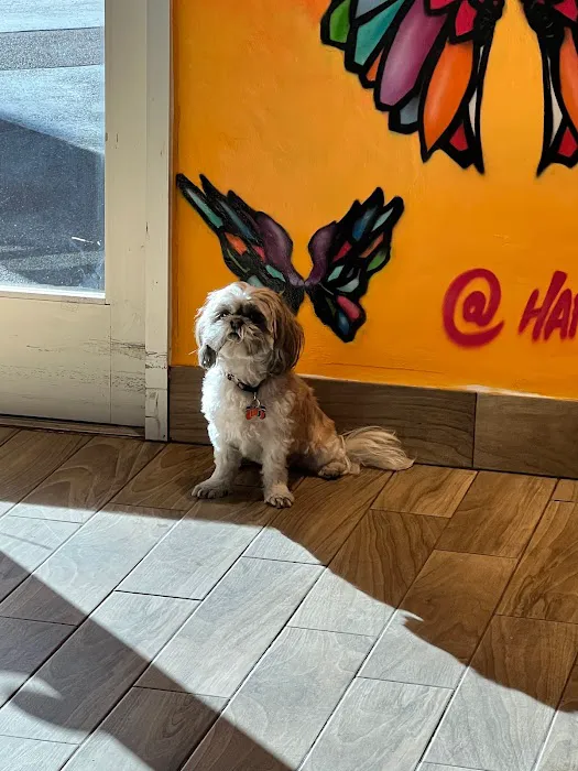 Happy Tails Barkery Picture 4