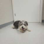 Bayberry Veterinary Hospital