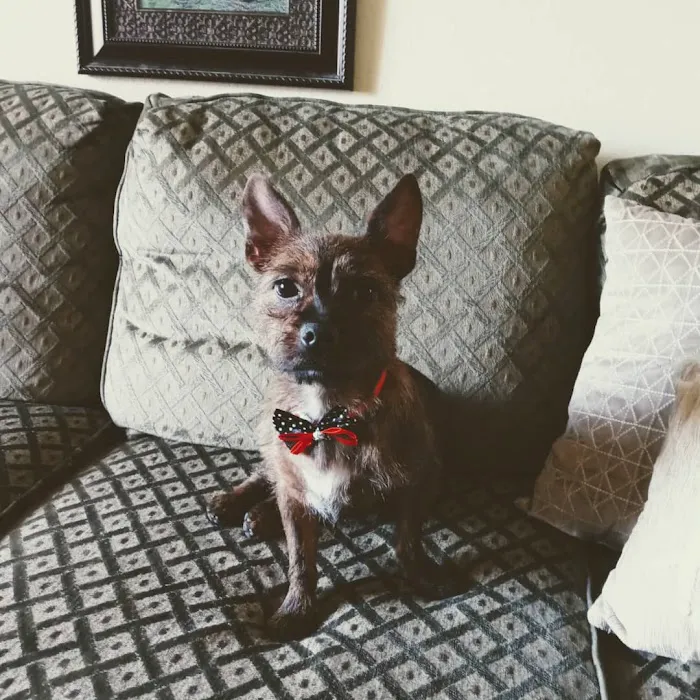 Petco Picture 9