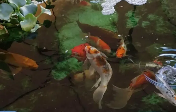 Hakuna Matata Koi By Appointment Only Picture 3