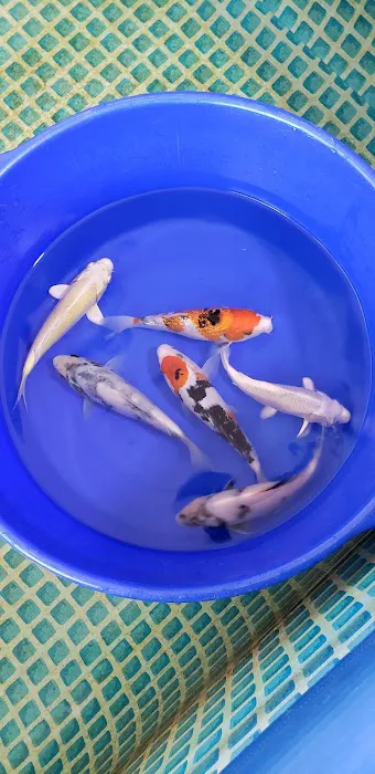 Hakuna Matata Koi By Appointment Only Picture 4
