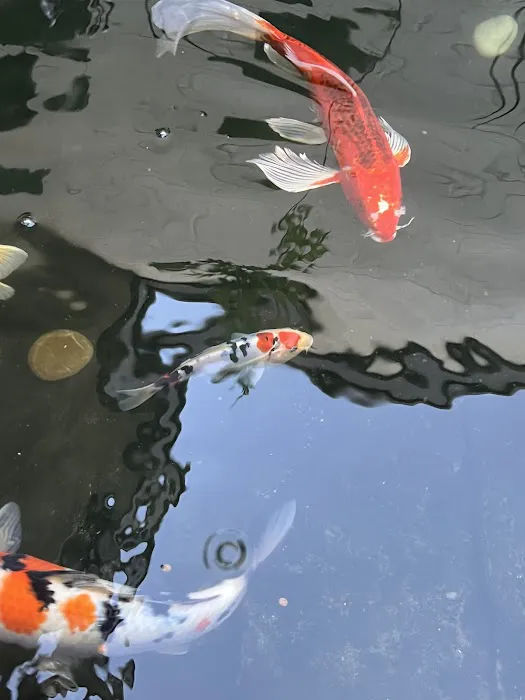 Hakuna Matata Koi By Appointment Only Picture 9