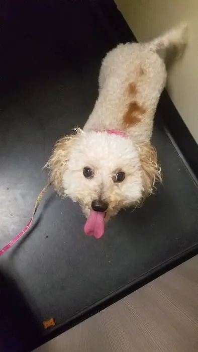 Market Street PET DEPOT Picture 7