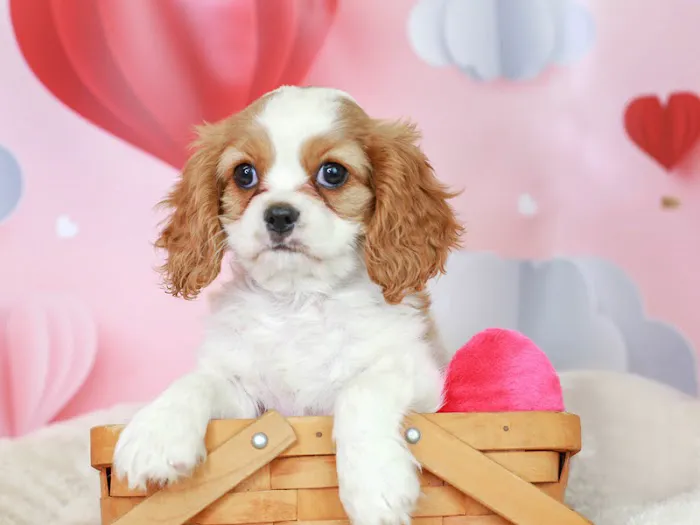 Puppies N Love Picture 3