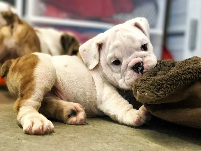 Puppies N Love Picture 4