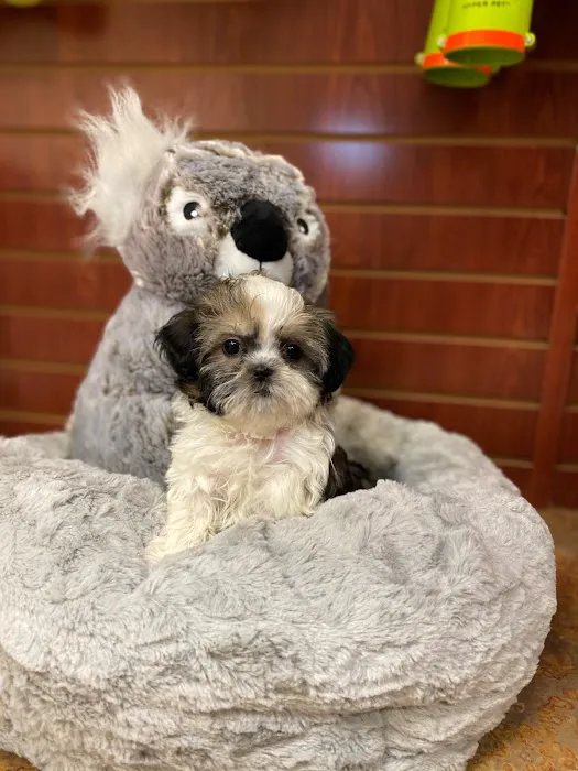 Puppies N Love Picture 6
