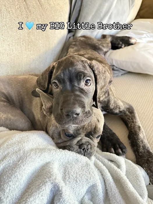 Puppies N Love Picture 10