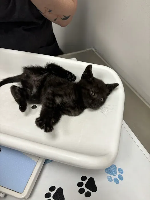 St Francis Animal Hospital Picture 1