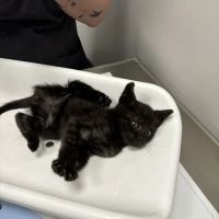 St Francis Animal Hospital ico