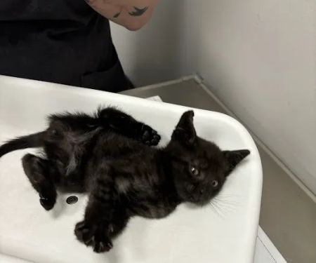 St Francis Animal Hospital