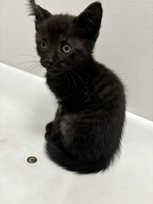 St Francis Animal Hospital Picture 2
